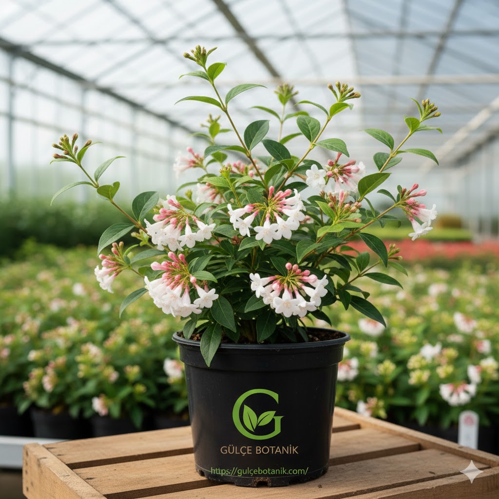 Abelya, Güzellik Çalısı, Abelia Grandiflora