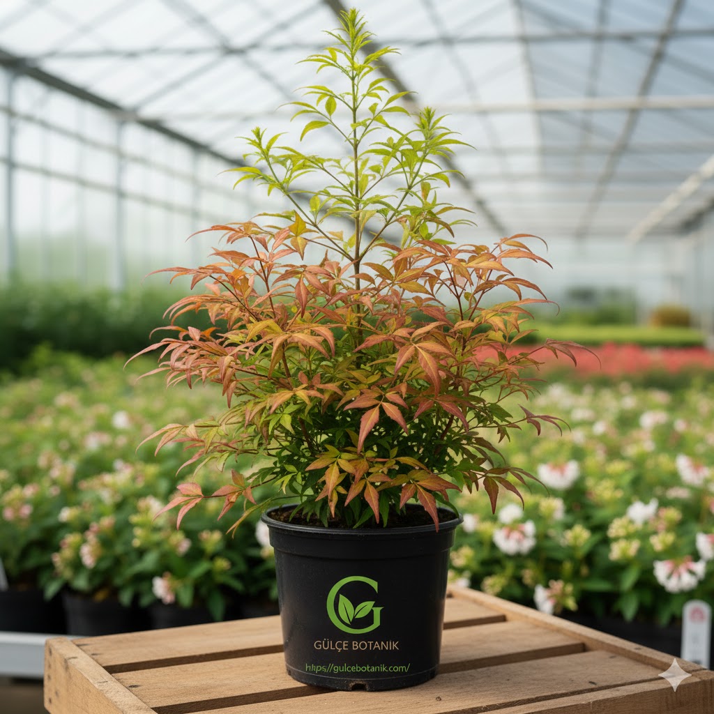 Boylu Cennet Bambusu, Boylu Nandina-Nandina domestica