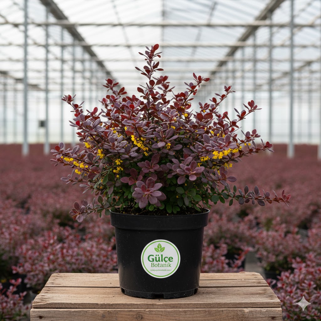 Hanım Tuzluğu Berberis X Ottowewnsis Superba Berberis