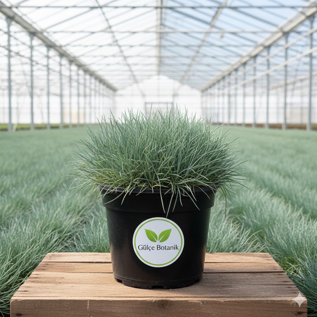 Mavi çim Festuca glauca