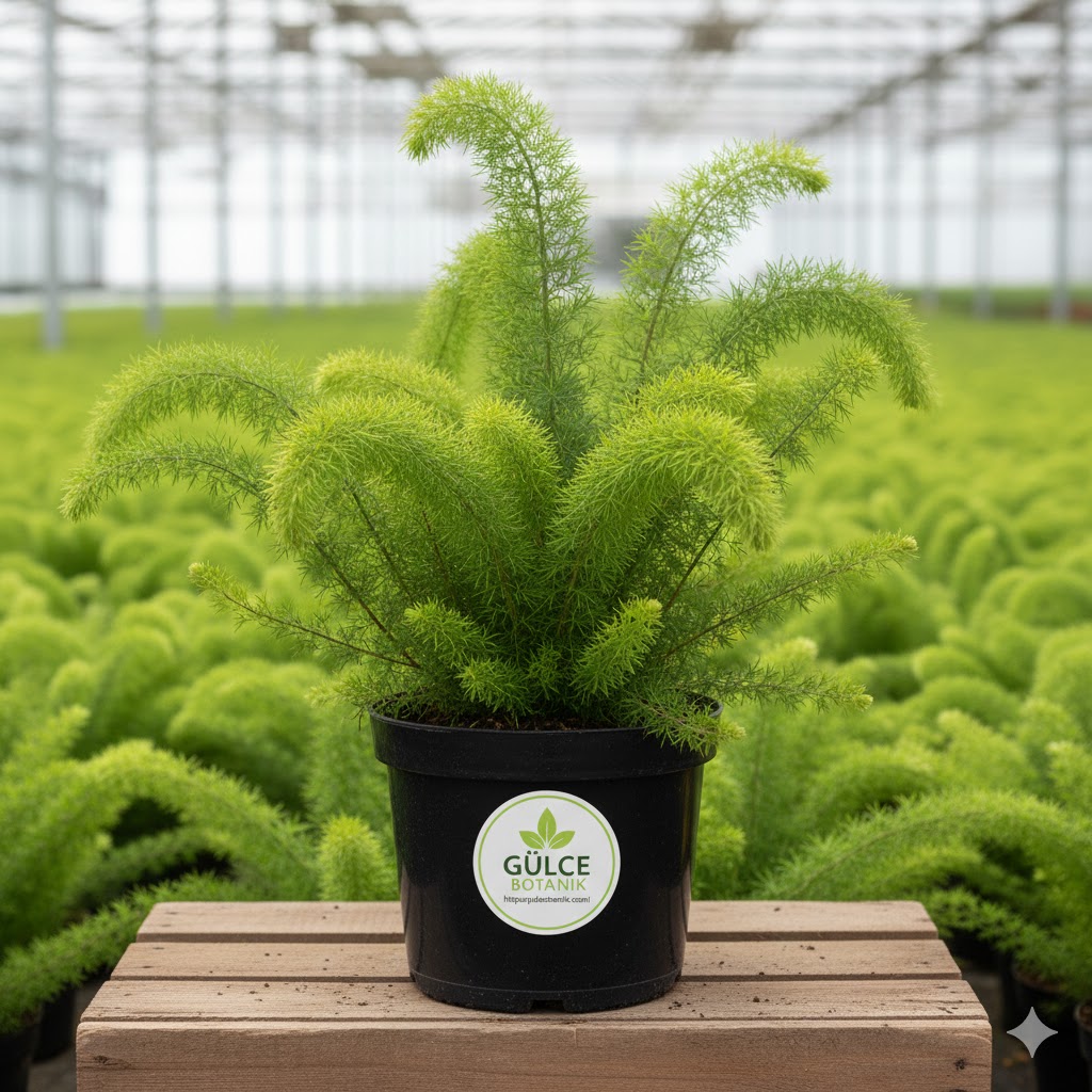 Tilki Kuyruğu Asparagus densiflorus foxtail