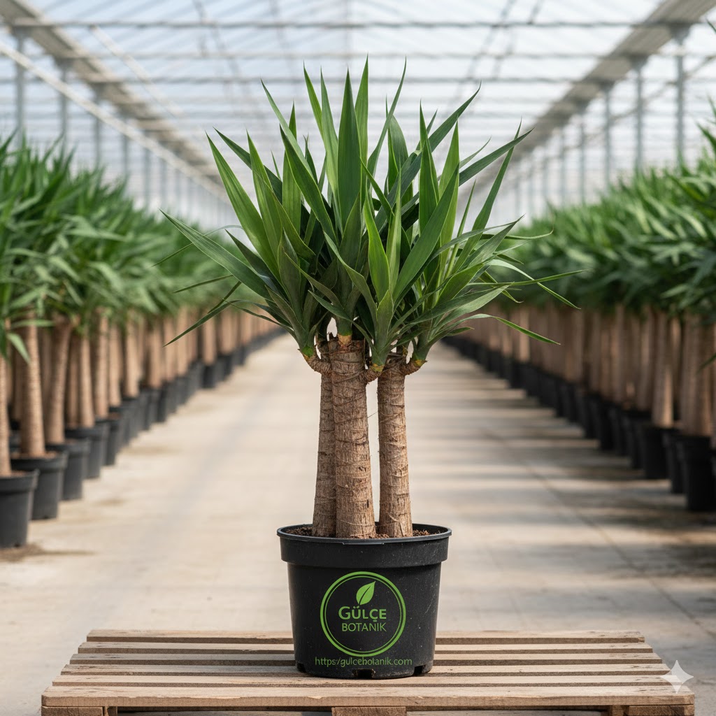 Yukka Bitkisi Yucca Massengena