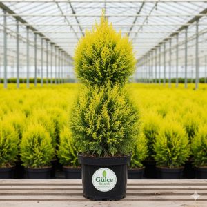 2 Top Limon Çamı-Servi Cupressus macrocarpa Goldcrest