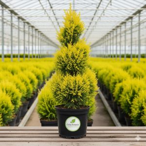 3 Top Limon Çamı-Servi Cupressus macrocarpa Goldcrest Spiral