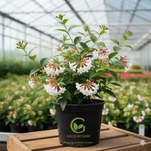 Abelya, Güzellik Çalısı, Abelia Grandiflora