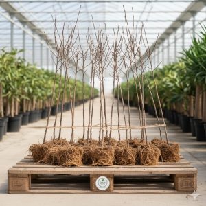 Açık köklü armut fidanı çeşitleri