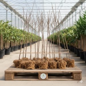 Açık köklü elma fidanı çeşitleri