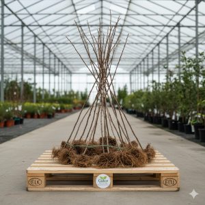 Açık köklü erik fidanı çeşitleri