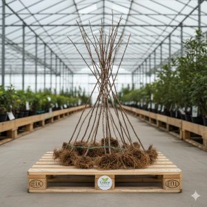 Açık köklü kayısı fidanı çeşitleri