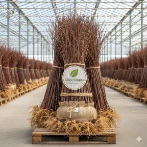 Açık köklü kiraz fidanı çeşitleri