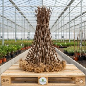 Açık köklü şeftali fidanı çeşitleri