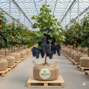 Antep Karası Üzüm Fidanı 2 Yaş