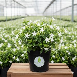 Arap Yasemini Rhyncospermum jasminoides Star