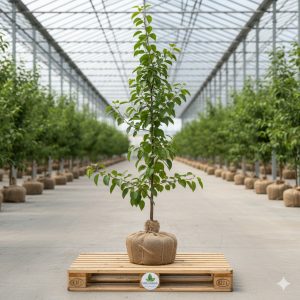 Armut Fidanı Akça Armut 2 Yaş