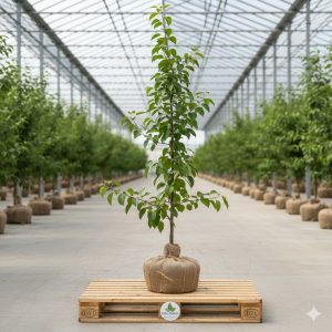 Armut Fidanı Ankara Armut 2 Yaş