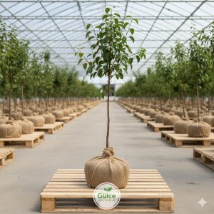 Armut Fidanı Deveci Armut 2 Yaş