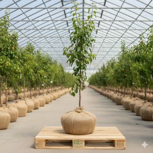 Armut Fidanı Naşi Armut 2 Yaş