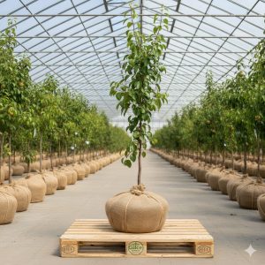 Armut Fidanı Santamaria Armut 2 Yaş