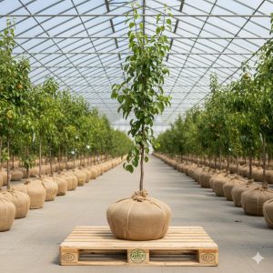 Armut Fidanı Santamaria Armut 2 Yaş