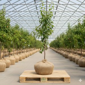 Armut Fidanı Williams Armut 2 Yaş