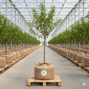 Badem Fidanı Bertina Badem 2 Yaş