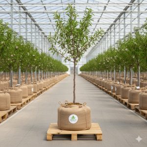 Badem Fidanı Ferragnes Badem 2 Yaş