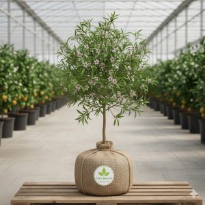 Badem Fidanı Nonpareil Badem 2 Yaş