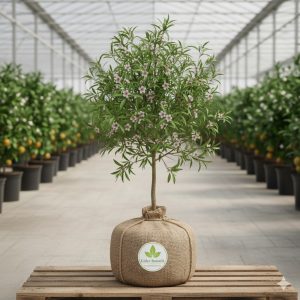 Badem Fidanı Texas Badem 2 Yaş