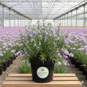 Biberiye veya Kuşdili Rosmarinus officinalis