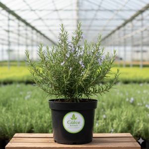 Biberiye veya Kuşdili Rosmarinus officinalis