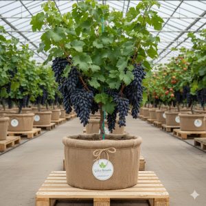Black Finger Üzüm Fidanı 2 Yaş