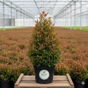 Boylu Top Cennet Bambusu Boylu Nandina-Nandina domestica ball