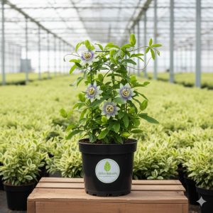 Çarkıfelek Passiflora caerulea