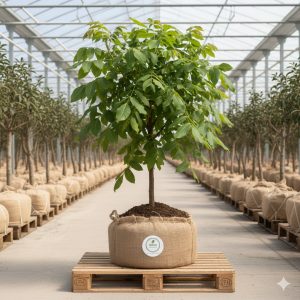 Ceviz Fidanı Chandler 2 Yaş