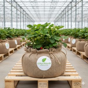 Dağ Çileği Fidanı