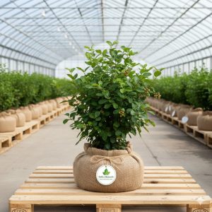 Elma Fidanı Golden Delicious Elma 2 Yaş