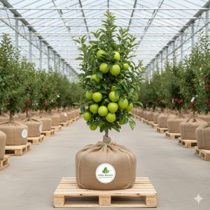 Elma Fidanı Granny Smith Yeşil Elma 2 Yaş