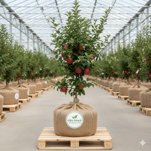 Elma Fidanı Kırmızı Starking Delicious Elma 2 Yaş