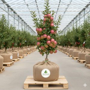 Elma Fidanı Pink Lady Elma 2 Yaş