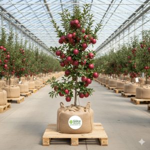 Elma Fidanı Posof Elma İçi Dışı Kırmızı Elma 2 Yaş