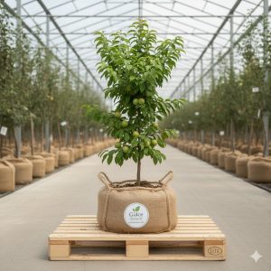 Erik Fidanı Angelica Erik 2 Yaş