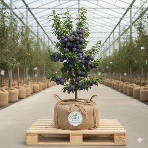 Erik Fidanı Black Diomond Erik 2 Yaş