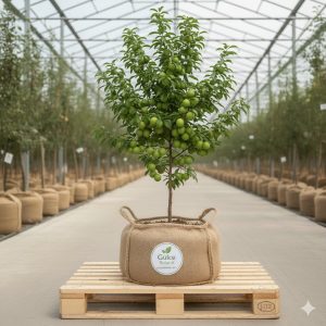 Erik Fidanı Can Eriği 2 Yaş