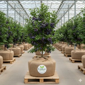 Erik Fidanı Mürdüm Erik 2 Yaş