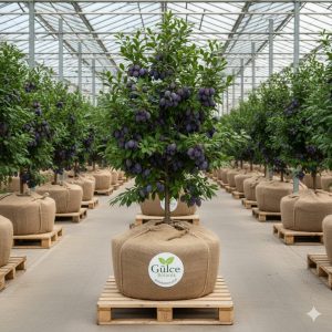 Erik Fidanı Papaz Erik 2 Yaş