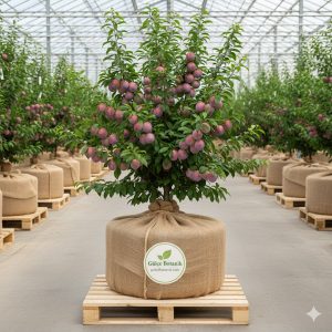 Erik Fidanı Splendor Erik 2 Yaş