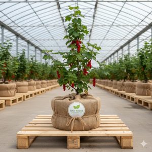 Frenk Üzümü Fidanı