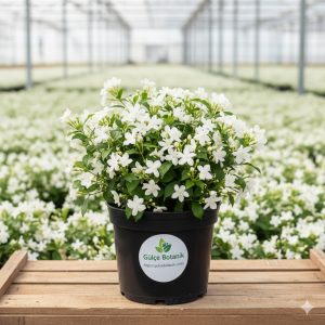 Full Yasemin Jasminum Sambac Full