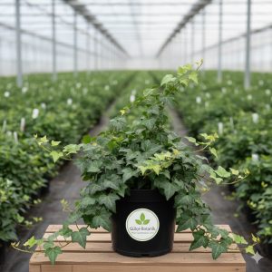 Hedera Helixs Orman Sarmaşığı