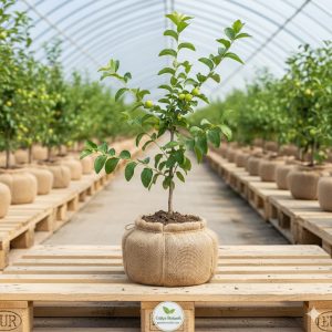 İğde Fidanı 2 Yaş